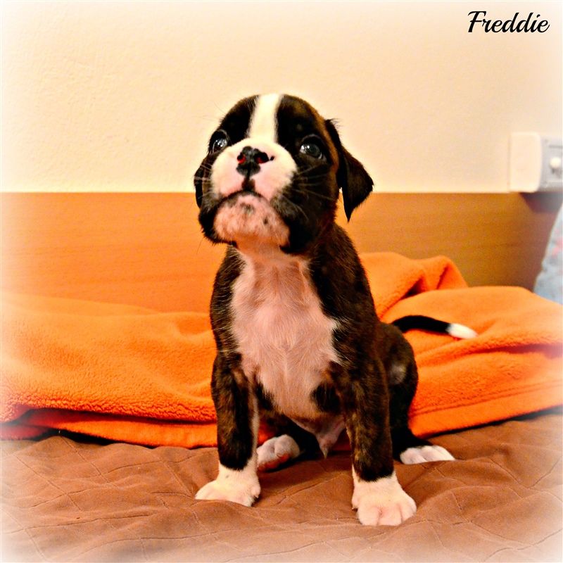 4,5 weeks